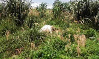 Produtor denuncia abate de novilha em propriedade rural de Quatro Marcos