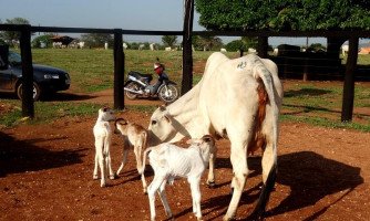 Vaca dá a luz bezerros trigêmeos em São José dos Quatro Marcos