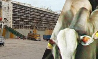 2.700 bois que seriam exportados para o Egito morrem em navio