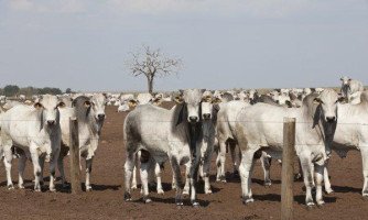 BOVINOCULTURA: Mato Grosso se destaca no setor da pecuária