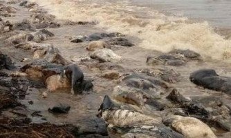 Praia é tomada por bois mortos após naufrágio no Pará