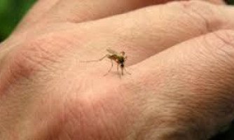 confirmado 1º caso de febre chikungunya autóctone em Mirassol DOeste