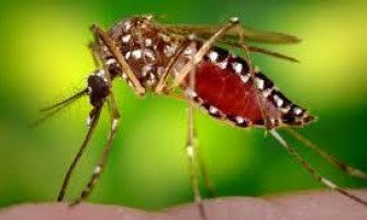 MT tem 76 casos de microcefalia e dengue cresce 132%