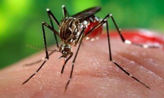 Estudo da Fiocruz aponta pernilongo como potencial transmissor do vírus Zika