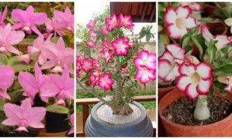 Quatro Marcos recebe 2ª Exposição e Vendas  de Orquídeas e Rosas do Deserto