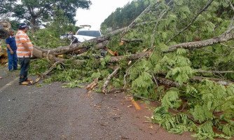 Árvore cai na rodovia entre Quatro Marcos e Glória D’Oeste e causa acidente