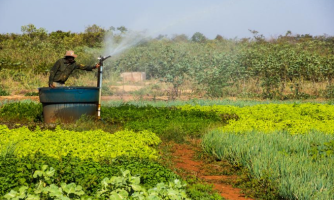 Produtos orgânicos farão parte da alimentação escolar