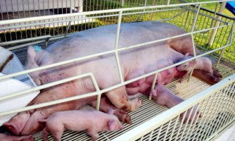Governo de MT suspende preço mínimo de cobrança do ICMS da carne suína