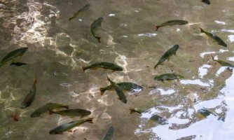 Piracema termina nesta quinta-feira nos rios de Mato Grosso