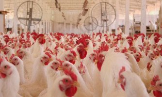 Ministério bloqueia  exportação de produtos de aves de 10 unidades da BRF