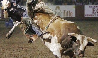 PROIBIÇÃO DE RODEIOS: MP realiza audiência pública para discutir maus tratos a animais em práticas esportivas