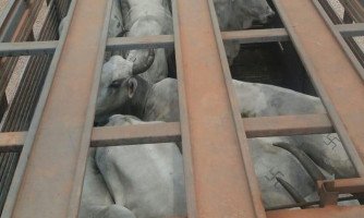 Gefron recupera gado e prende trio que assaltou fazenda na fronteira