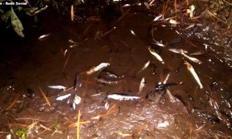 Morte de peixes levanta suspeita de crime ambiental no Córrego das Pitas em Araputanga