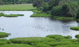 PRESERVAÇÃO DO PANTANAL: Especialistas discutem como geotecnologias podem ajudar