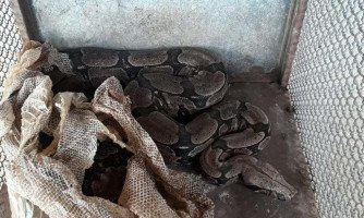 ARAPUTANGA: Jiboias, jabutis e filhote de macaco prego são resgatados de cativeiro