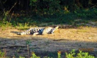 Onça foi vista passeando em uma ilha no Centro de Cáceres