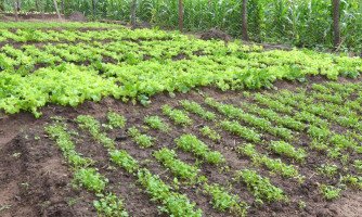 Prefeitura de Quatro Marcos abre Chamada Pública para fornecimento de produtos da Agricultura Familiar para alimentação escolar