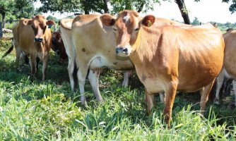 Produtores tem acesso a melhoramento genético para incrementar rebanho leiteiro