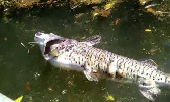 SEMA multa  hidrelétrica por mortes de peixes