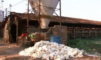 Onda de calor mata 30 mil galinhas