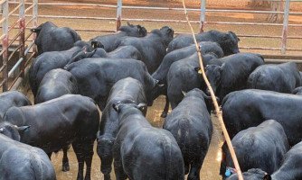 Conheça o lote de bois Angus precoces de fazenda do município de Figueirópolis-MT que superam 21@ ao abate