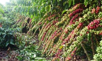 MT investirá R$ 5 milhões em programa para alavancar cultivo do café