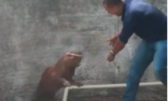 Capivara é capturada em área central  de Quatro Marcos pela Vigilância  Ambiental
