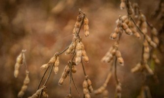 Mato Grosso impulsiona recorde agropecuário brasileiro