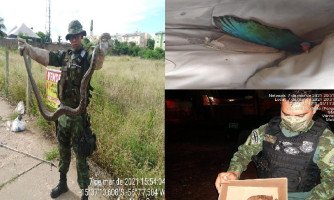 Batalhão Ambiental resgata sucuri, tracajá e pássaro em Cuiabá e Várzea Grande