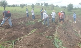 Agricultura de Quatro Marcos implanta viveiro de mudas de capim capiaçu no assentamento Duas Meninas