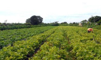 Bolsonaro altera definição de agricultor familiar para o aumentar participação em políticas públicas