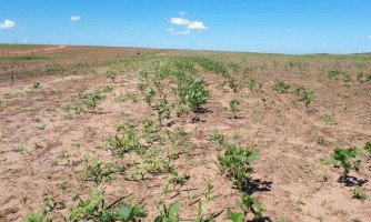 Vazio sanitário da soja começa na próxima terça-feira (15) em Mato Grosso
