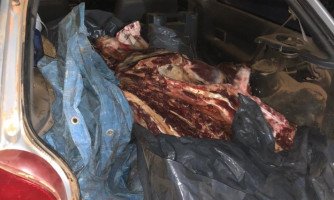 PM rende dupla e encontra vaca abatida em porta-malas em Mirassol D´Oeste