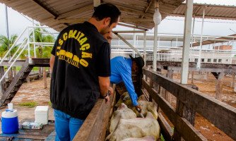 FRONTEIRA: Indea inicia fiscalização da vacina contra aftosa  em 1º de novembro