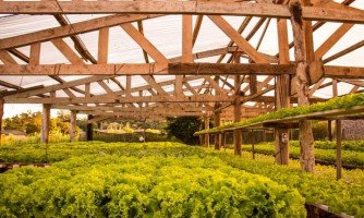 Produtores de hidroponia na região Oeste de Mato Grosso recebem orientações de técnicos da Empaer