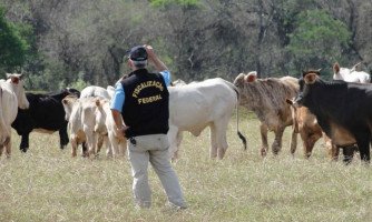 Fiscais do Indea fazem abate de gado boliviano sem procedência sanitária