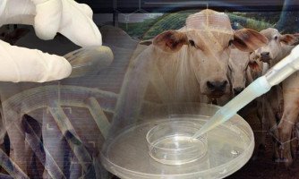 Prefeitura de Quatro Marcos convida para o lançamento do Projeto de Embriões de Bovinos de Leite para a Agricultura Familiar