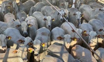 GADO DE 1ª CLASSE: Novilha de fazenda em Porto Esperidião tem passaporte garantido para Europa. Saiba o porquê
