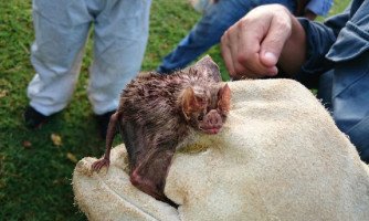 Indea registra três focos de raiva animal em Mato Grosso