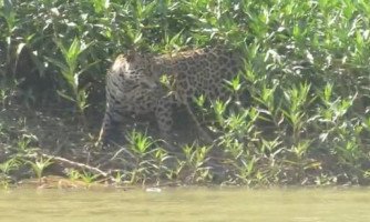 Onça-pintada é flagrada por equipe da Energisa no Pantanal