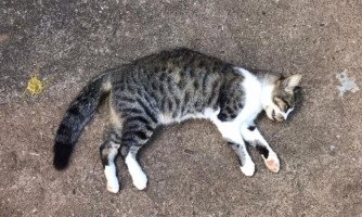Gato é encontrado morto com sinais de envenenamento; cerca de 20 gatos fora encontrados mortos por moradora do Jardim Popular em São José dos Quatro Marcos