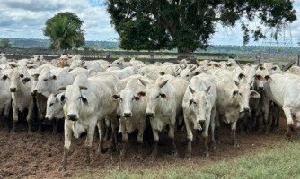 Pecuarista do município de Lambari D'Oeste (MT), realizou impressionante abatimento de  super lote de bois com média de peso por carcaça  de 23,3 arrobas