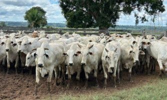 Pecuarista do município de Lambari D'Oeste (MT), realizou impressionante abatimento de  super lote de bois com média de peso por carcaça  de 23,3 arrobas