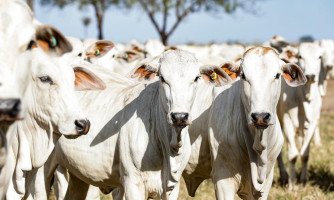 Rebanho bovino de Mato Grosso chega a 34,4 milhões de animais