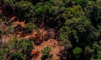 Investigação da Polícia Civil e Gaeco resulta em operação contra organização que fraudou créditos florestais