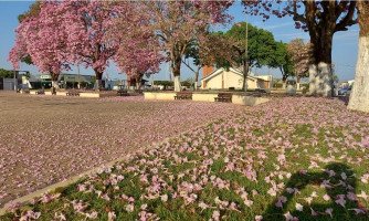 Primavera Antecipada: Ipês Rosa Florecem e Encantam na Praça Bandeirantes em São José dos Quatro Marcos