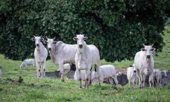 Produtores devem informar rebanho ao Indea a partir desta quarta-feira (1º)