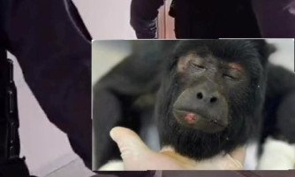 Em São José dos Quatro Marcos Macaco Bugiopreto Sofre Descarga Elétrica e Recebe Cuidados da Polícia Militar e Polícia Ambiental veja vídeo