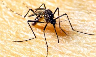 COMBATE AO MOSQUITO:  Campanha de conscientização contra dengue em Mato Grosso começa nesta segunda-feira (18)