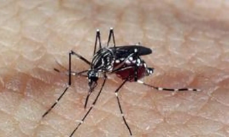 Dengue chikungunya e zika 6 municípios da região Oeste de MT estão em alerta